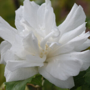 Hibiscus syriacus White Chiffon - Mauve en arbre - Althea - Ketmie - fleur