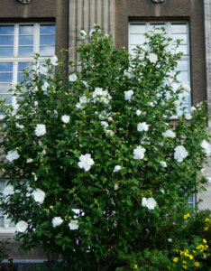 Hibiscus syriacus White Chiffon - Mauve en arbre - Althea - Ketmie - vue d'ensemble