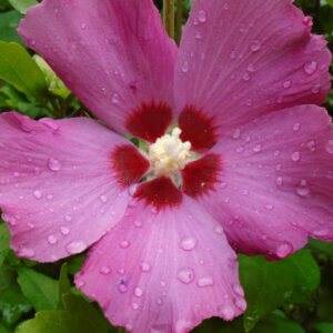 Hibiscus syriacus Woodbridge - Mauve en arbre - Althea - Ketmie - fleur