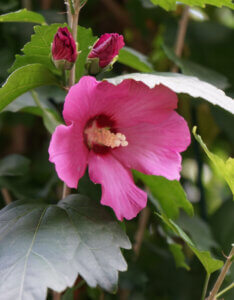 Hibiscus syriacus Woodbridge - Mauve en arbre - Althea - Ketmie - fleur et boutons