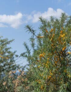 Hippophae rhamnoides - Argousier - Vue d'ensemble