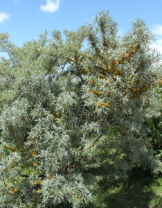 Hippophae rhamnoides Leikora - Argousier femelle Leikora - vue d'ensemble