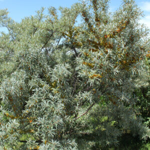 Hippophae rhamnoides Leikora - Argousier femelle Leikora - vue d'ensemble