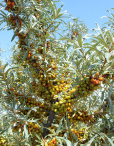 Hippophae rhamnoides Leikora - Argousier femelle Leikora - fructification et feuillage
