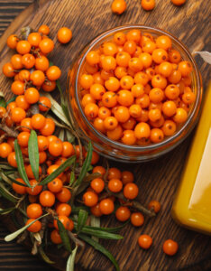 Hippophae rhamnoides Leikora - Argousier femelle Leikora - Fructification