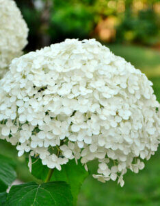 Hydrangea arborescens Annabelle - Hortensia arborescent - inflorescence