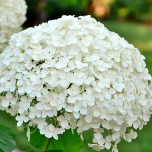 Hydrangea arborescens Annabelle - Hortensia arborescent - inflorescence