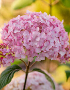 Hydrangea arborescens Candybelle Bubblegum - Hortensia arborescent - inflorescence