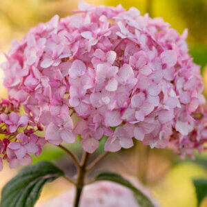 Hydrangea arborescens Candybelle Bubblegum - Hortensia arborescent - inflorescence
