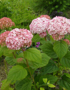Hydrangea arborescens Candybelle Bubblegum - Hortensia arborescent - vue d'ensemble
