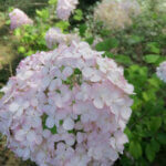 Hydrangea arborescens Pink Annabelle ® - Hortensia arborescent - inflorescence