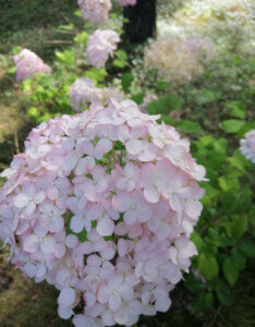 Hydrangea arborescens Pink Annabelle ® - Hortensia arborescent - inflorescence