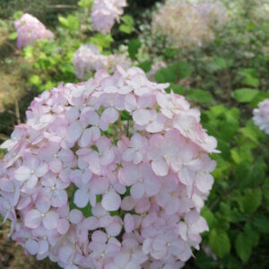 Hydrangea arborescens Pink Annabelle ® - Hortensia arborescent - inflorescence