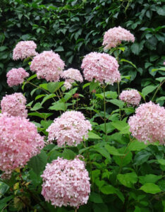 Hydrangea arborescens Pink Annabelle ® - Hortensia arborescent - vue d'ensemble