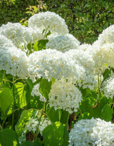 Hydrangea arborescens Strong Annabelle ® - Hortensia arborescent - vue d'ensemble