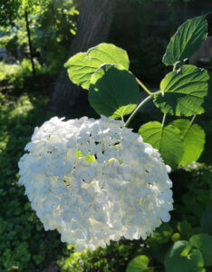 Hydrangea arborescens Strong Annabelle ® - Hortensia arborescent - inflorescence