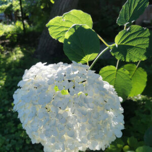 Hydrangea arborescens Strong Annabelle ® - Hortensia arborescent - inflorescence