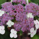 Hydrangea aspera Macrophylla - Hortensia à feuille de velour - inflorescence