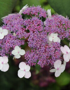Hydrangea aspera Macrophylla - Hortensia à feuille de velour - inflorescence