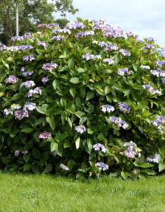 Hydrangea aspera Macrophylla - Hortensia à feuille de velour - vue d'ensemble