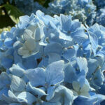 Hydrangea macrophylla Bodensee - Hortensia à grandes feuilles, rose - inflorescence