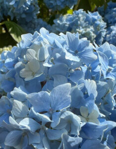 Hydrangea macrophylla Bodensee - Hortensia à grandes feuilles, rose - inflorescence