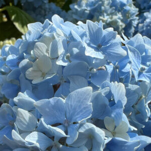 Hydrangea macrophylla Bodensee - Hortensia à grandes feuilles, rose - inflorescence