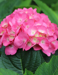 Hydrangea macrophylla Bouquet Rose - Hortensia à grandes feuilles - inflorescence
