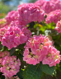 Hydrangea macrophylla Bouquet Rose - Hortensia à grandes feuilles - vue d'ensemble