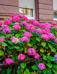 Hydrangea macrophylla Endless Summer Summer Love - Hortensia à grandes feuilles - Vue d'ensemble