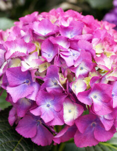 Hydrangea macrophylla Endless Summer Summer Love - Hortensia à grandes feuilles - inflorescence