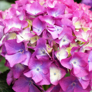 Hydrangea macrophylla Endless Summer Summer Love - Hortensia à grandes feuilles - inflorescence
