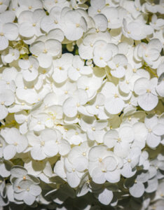 Hydrangea macrophylla Endless Summer The Bride - Hortensia à grandes feuilles, blanc - Inflorescence