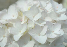 Hydrangea macrophylla Endless Summer The Bride - Hortensia à grandes feuilles, blanc - inflorescence