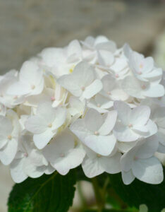 Hydrangea macrophylla Endless Summer The Bride - Hortensia à grandes feuilles, blanc - inflorescence