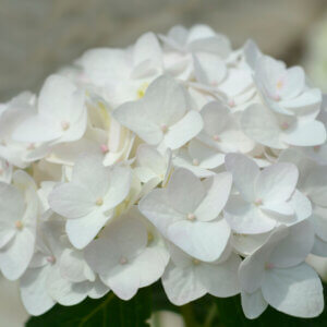 Hydrangea macrophylla Endless Summer The Bride - Hortensia à grandes feuilles, blanc - inflorescence
