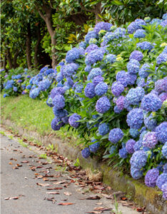 Hydrangea macrophylla Endless Summer The Original Blue - Hortensia à grandes feuilles - Vue d'ensemble