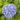 Hydrangea macrophylla Endless Summer The Original Blue – Hortensia à grandes feuilles – 2537670881
