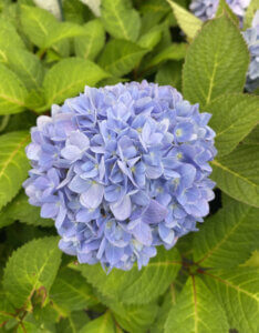 Hydrangea macrophylla Endless Summer The Original Blue - Hortensia à grandes feuilles - inflorescence