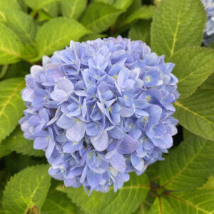 Hydrangea macrophylla Endless Summer The Original Blue - Hortensia à grandes feuilles - inflorescence