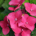 Hydrangea macrophylla Kardinal - Hortensia à grandes feuilles, rose - inflorescence