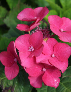 Hydrangea macrophylla Kardinal - Hortensia à grandes feuilles, rose - inflorescence