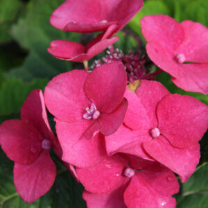 Hydrangea macrophylla Kardinal - Hortensia à grandes feuilles, rose - inflorescence