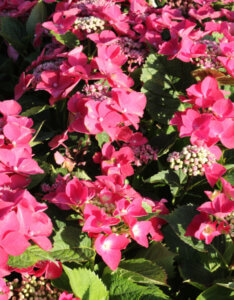 Hydrangea macrophylla Kardinal - Hortensia à grandes feuilles, rose - vue d'ensemble