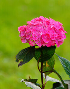 L’Hydrangea macrophylla King George VII - inflorescence