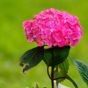 L’Hydrangea macrophylla King George VII - inflorescence