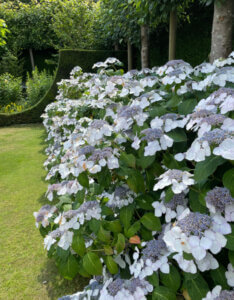 Hydrangea macrophylla Lanarth White - Hortensia à grandes feuilles, blanc - vue d'ensemble