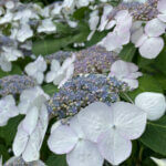 Hydrangea macrophylla Lanarth White - Hortensia à grandes feuilles, blanc - inflorescences