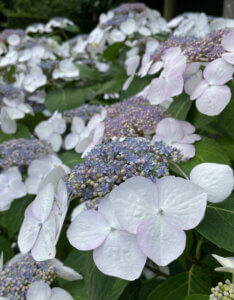Hydrangea macrophylla Lanarth White - Hortensia à grandes feuilles, blanc - inflorescences
