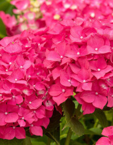 Hydrangea macrophylla Leuchtfeuer - Hortensia à grandes feuilles, rouge - inflorescences